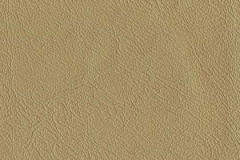 P241-CAMEL-t