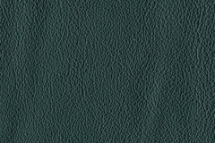 P435-HEMLOCK-t