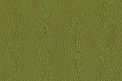 P483-FERN-t