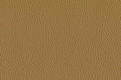 P715-PECAN-t