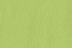 H163-BASIL-t