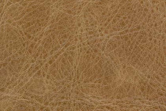 NM73-BUCKSKIN-t