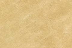 NM74-BIRCH-t
