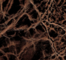 FL815-Timberlake-Maple